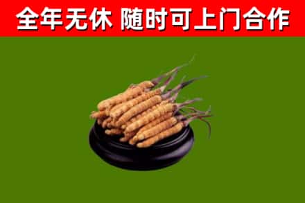 湖里回收冬虫夏草