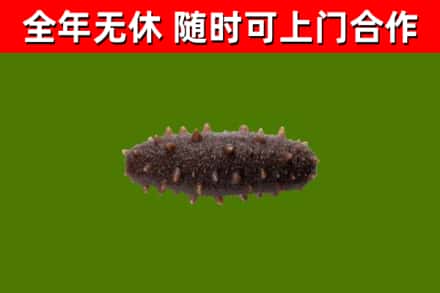 湖里回收海参干